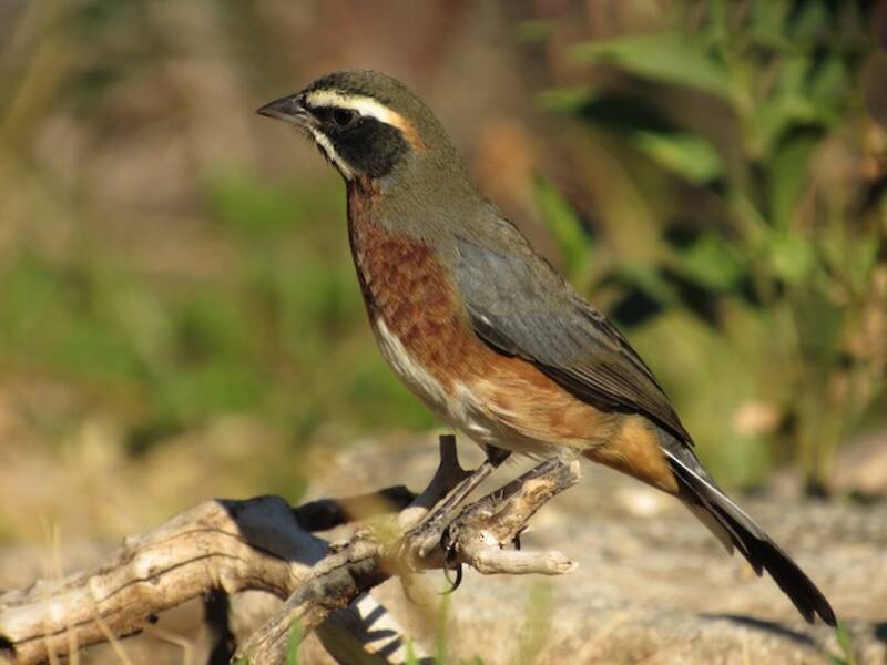 Black-and-chestnut Warbling Finch