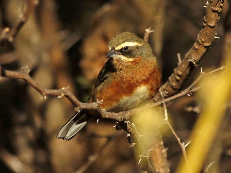 Black-and-chestnut Warbling Finch, 照片 2