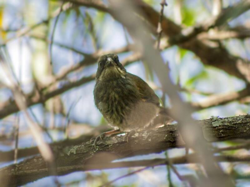 Black-and-chestnut Warbling Finch, 照片 4