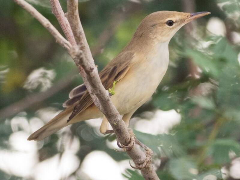 Basra Reed Warbler, Photos 3
