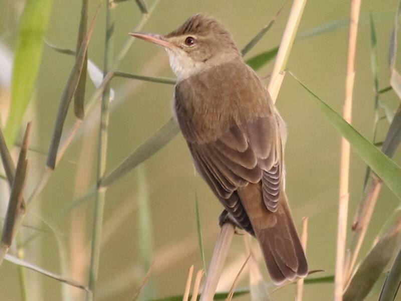 Basra Reed Warbler