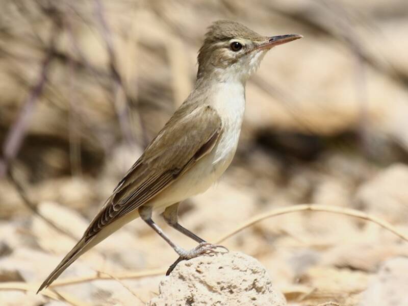 Basra Reed Warbler, Photos 2