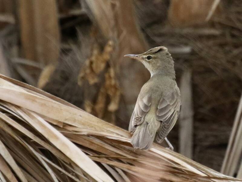 Basra Reed Warbler, Photos 4