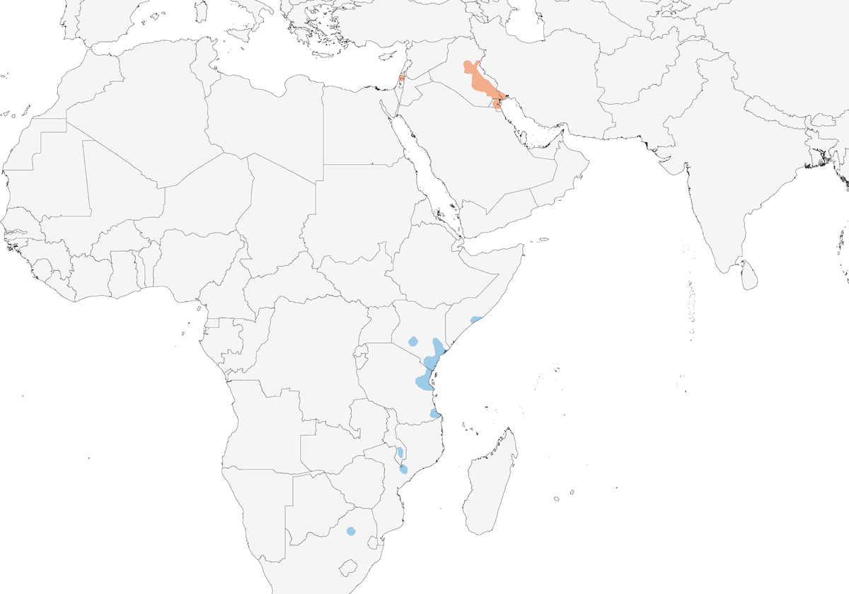 Basra Reed Warbler, Distribution 1