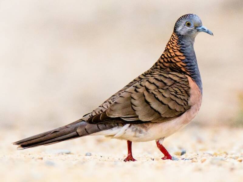 Bar-shouldered Dove, Photos 4