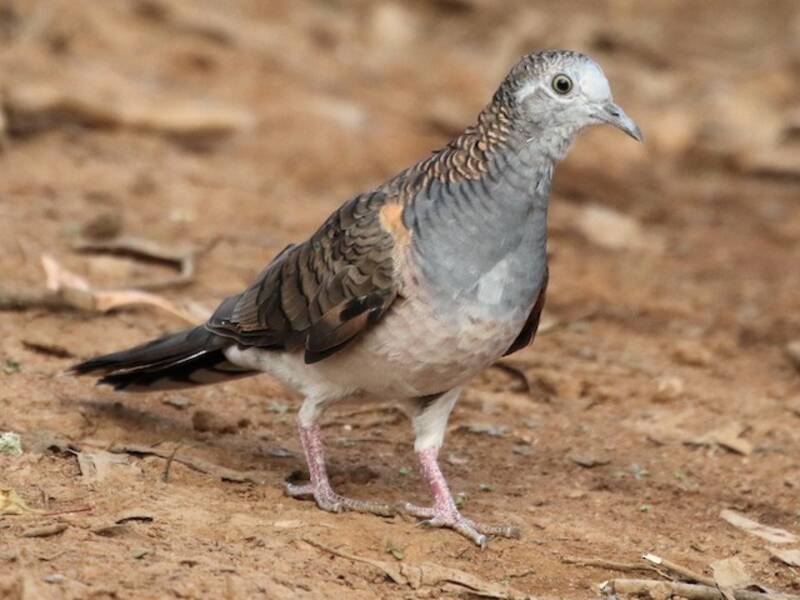 Bar-shouldered Dove, Photos 2