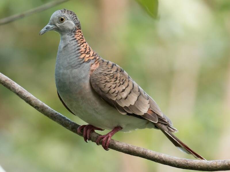 Bar-shouldered Dove, Photos 3