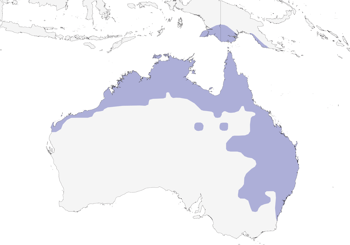 Bar-shouldered Dove, Distribution 1