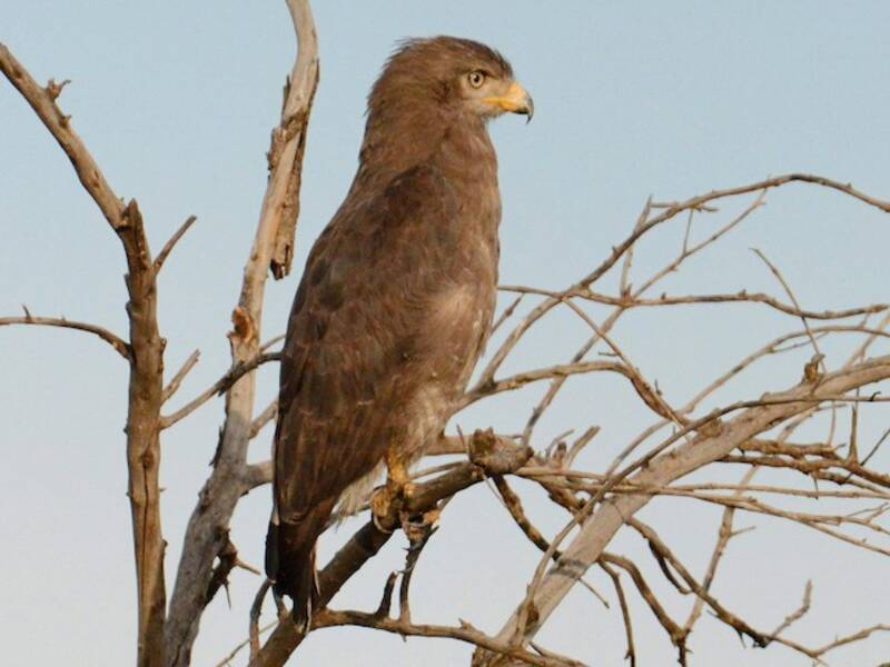 Westlicher Bänder-Schlangenadler