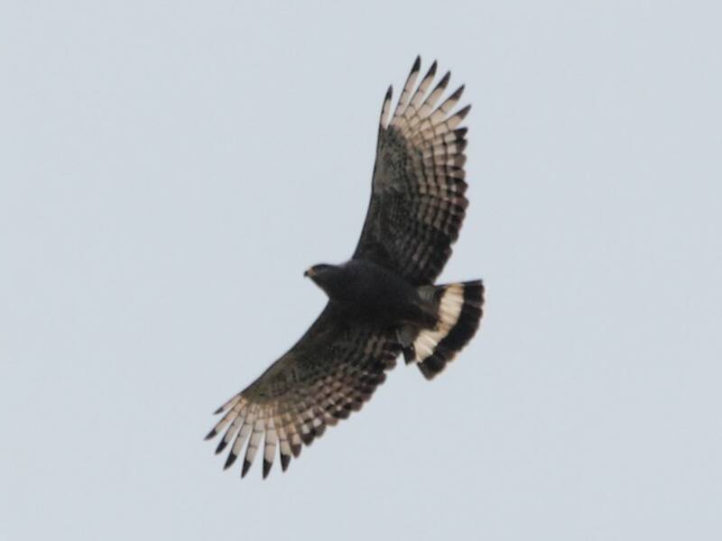 Aquila serpentaria fasciata occidentale, Foto 3