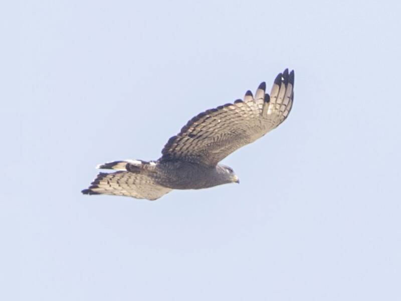 Aquila serpentaria fasciata occidentale, Foto 2