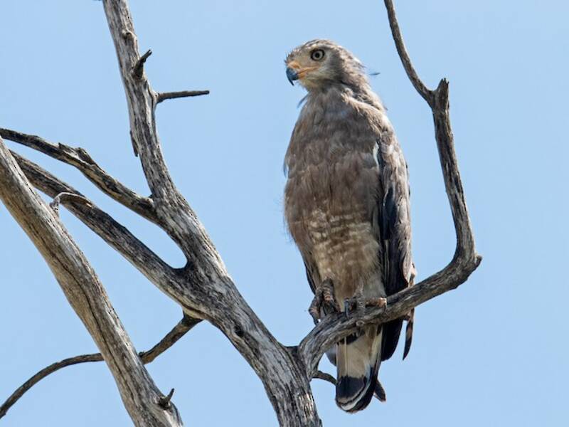 Aquila serpentaria fasciata occidentale, Foto 4