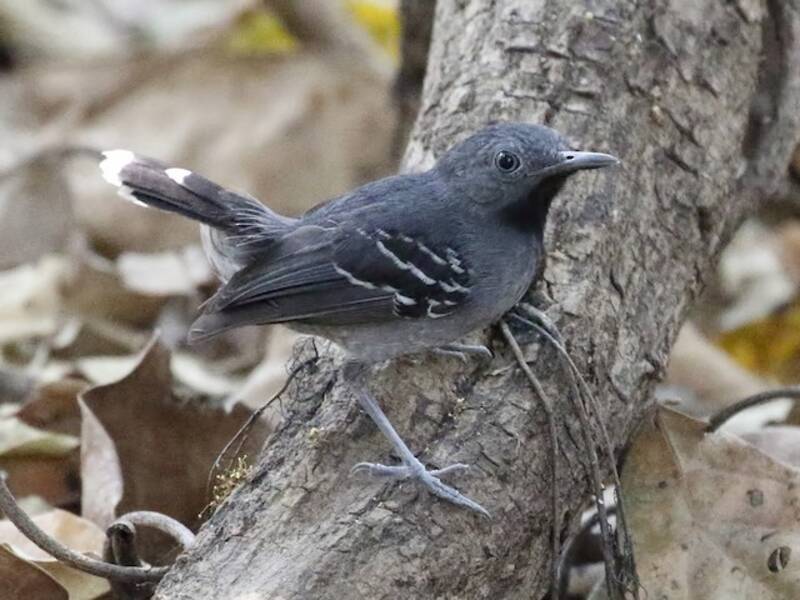 Band-tailed Antbird, Photos 2