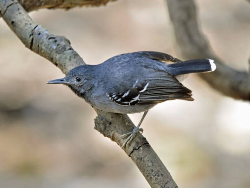 Bindenbauch-Ameisenvogel