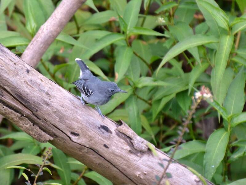 Band-tailed Antbird, Photos 3