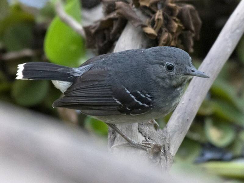Band-tailed Antbird, Photos 4