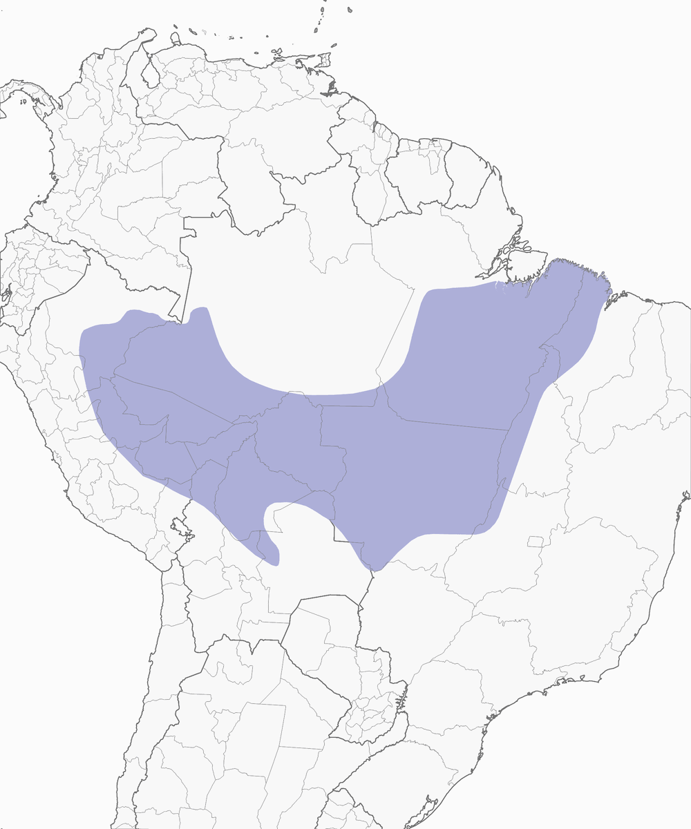 Band-tailed Antbird, Distribution 1