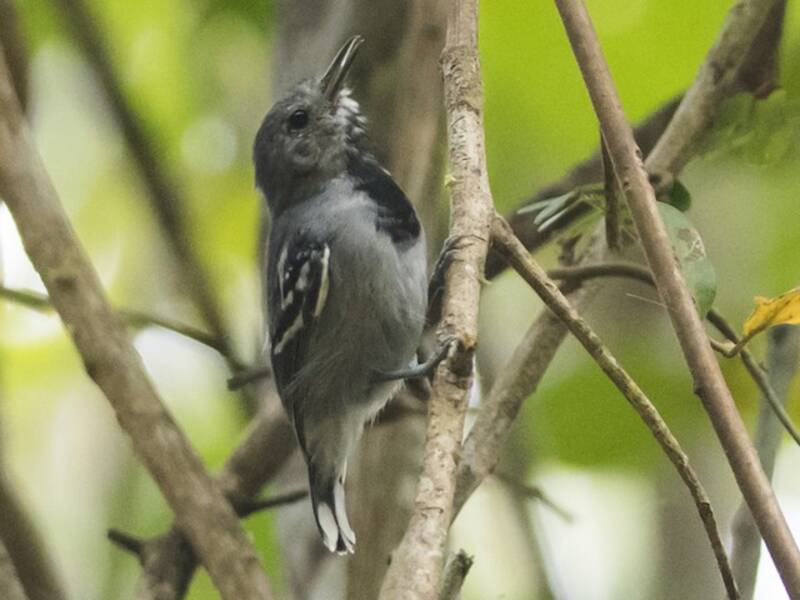 Band-tailed Antwren, Photos 2