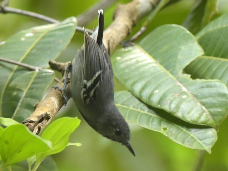 Band-tailed Antwren, Photos 3