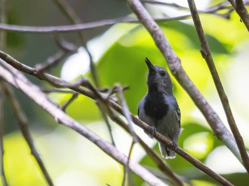 Band-tailed Antwren, Photos 4