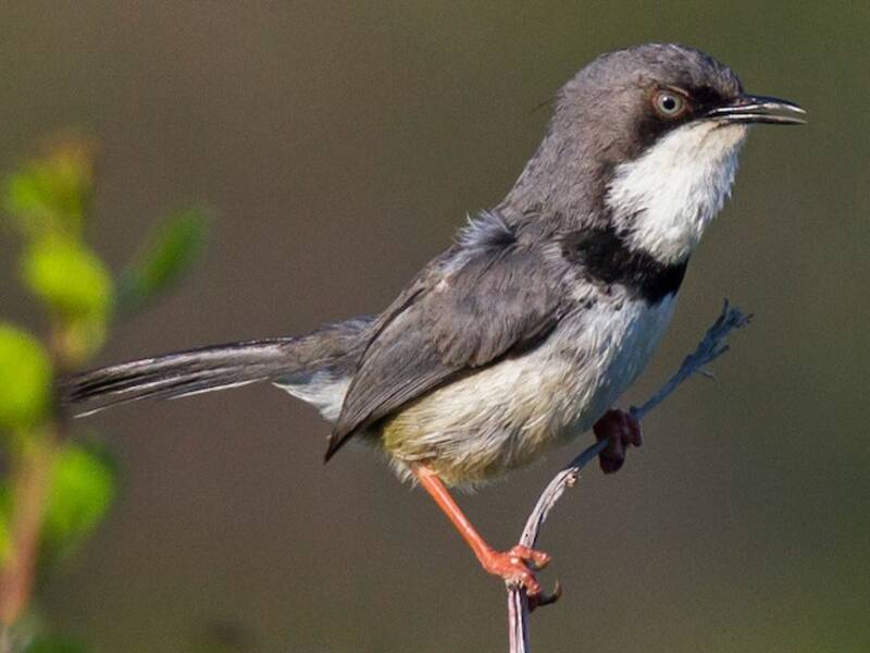 Apalis dalla gola barrata, Foto 3