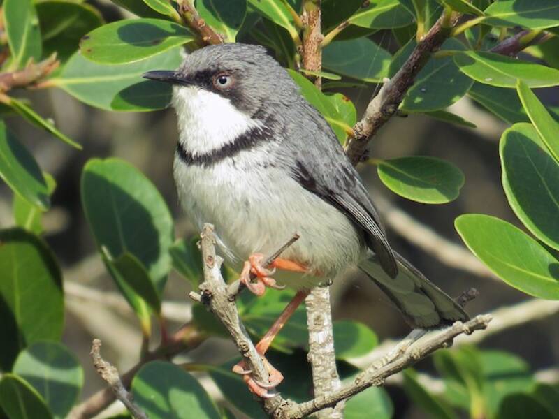 Apalis dalla gola barrata, Foto 2
