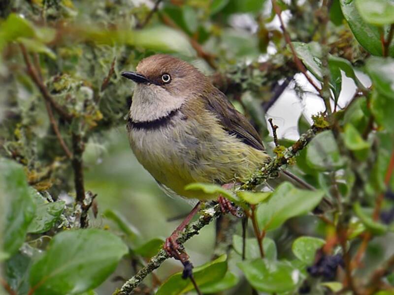 Apalis à gorge barrée