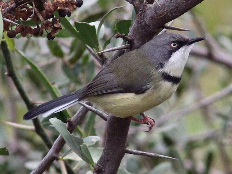 Apalis dalla gola barrata, Foto 4