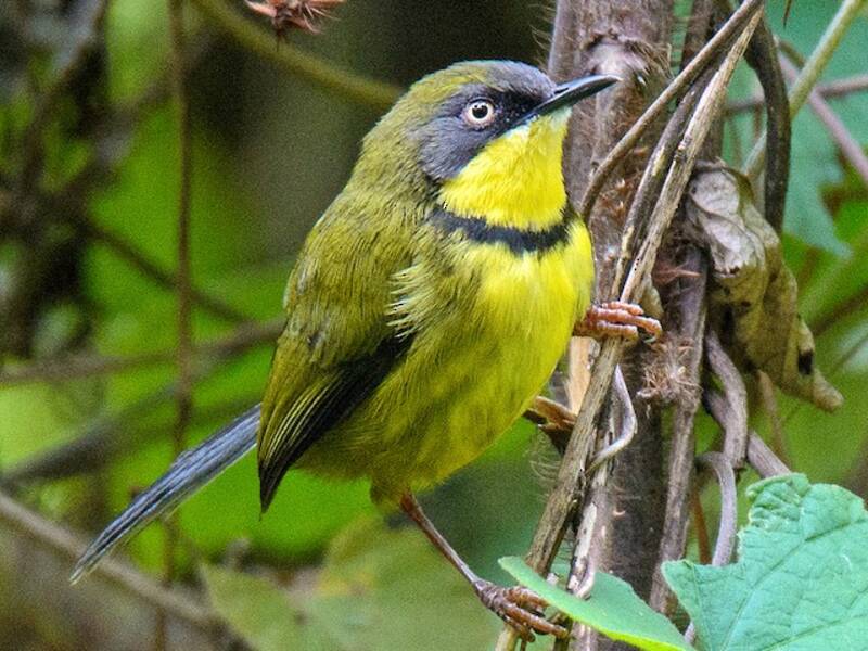 Apalis de garganta amarilla, Fotos 4