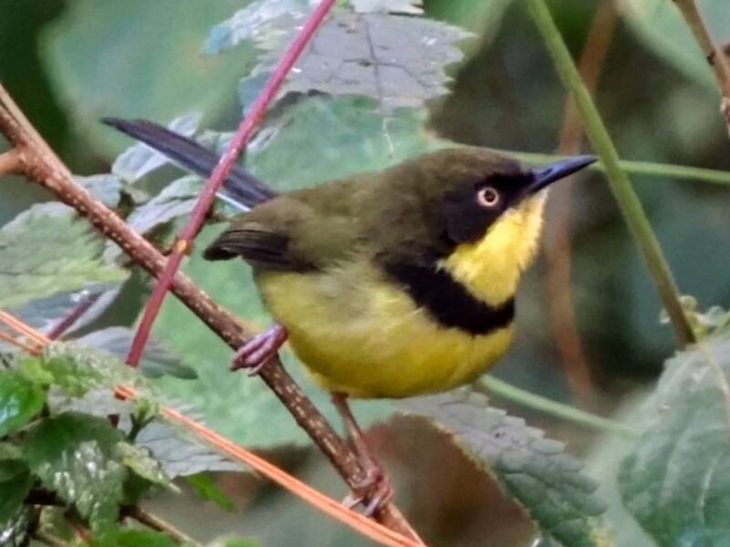 Apalis de garganta amarilla, Fotos 3