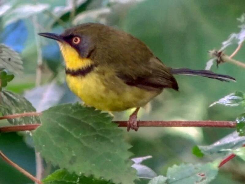 Apalis de garganta amarilla, Fotos 2