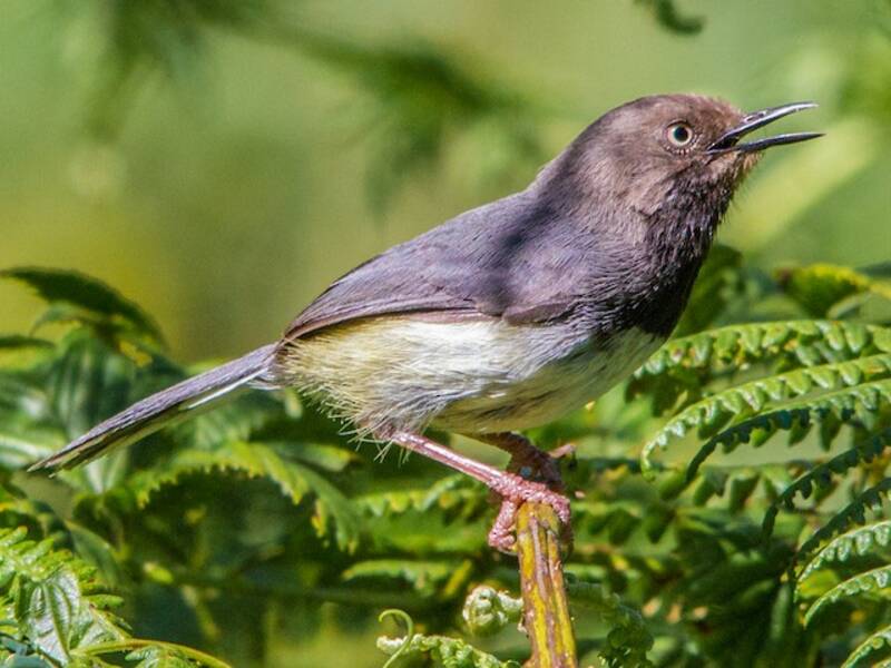 Taitaapalis