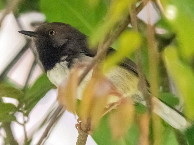 Taitaapalis, Fotos 4