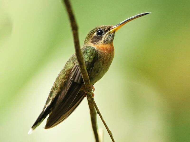 Colibrì coda-fasciata