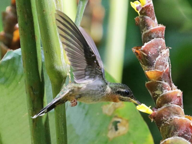 Rotkehl-Säbelkolibri, Fotos 2