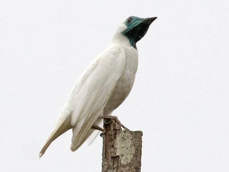 Bare-throated Bellbird, 照片 2