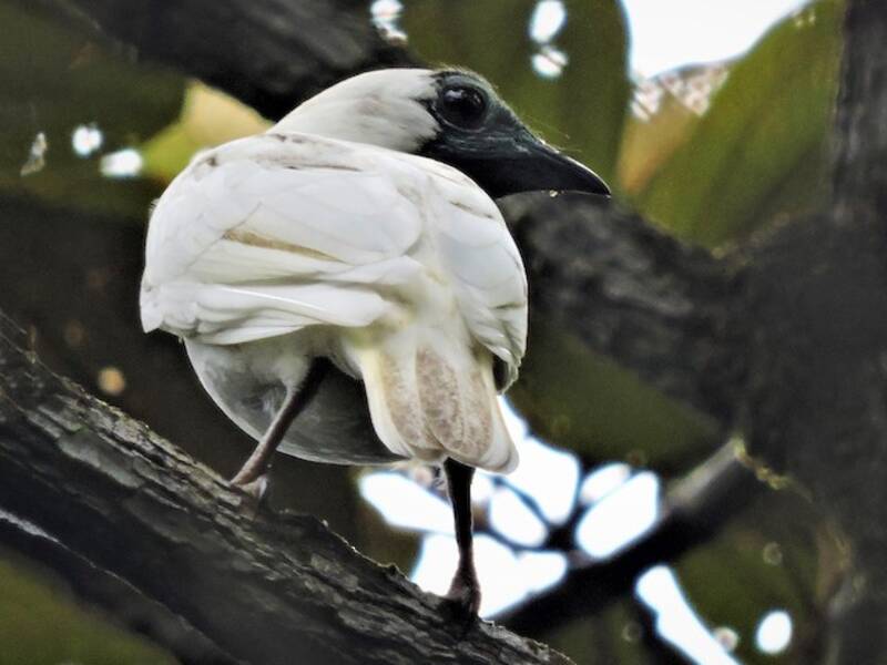 Bare-throated Bellbird, 照片 3