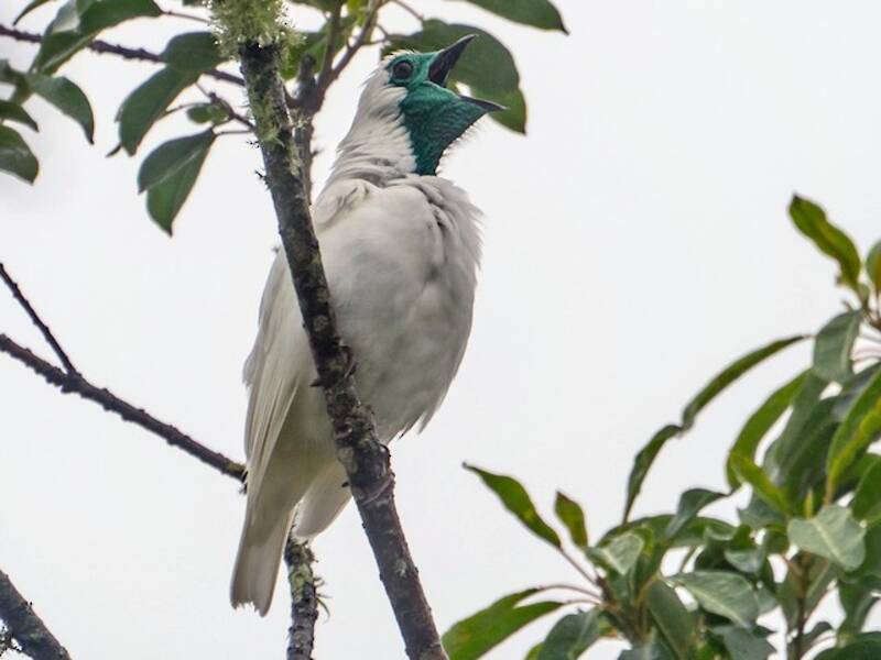 Bare-throated Bellbird, 照片 4