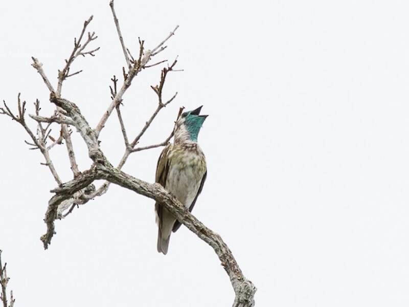 Bare-throated Bellbird