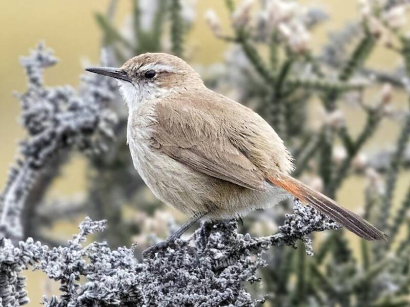 Rampicante terrestre dalla coda fasciata, Foto 3