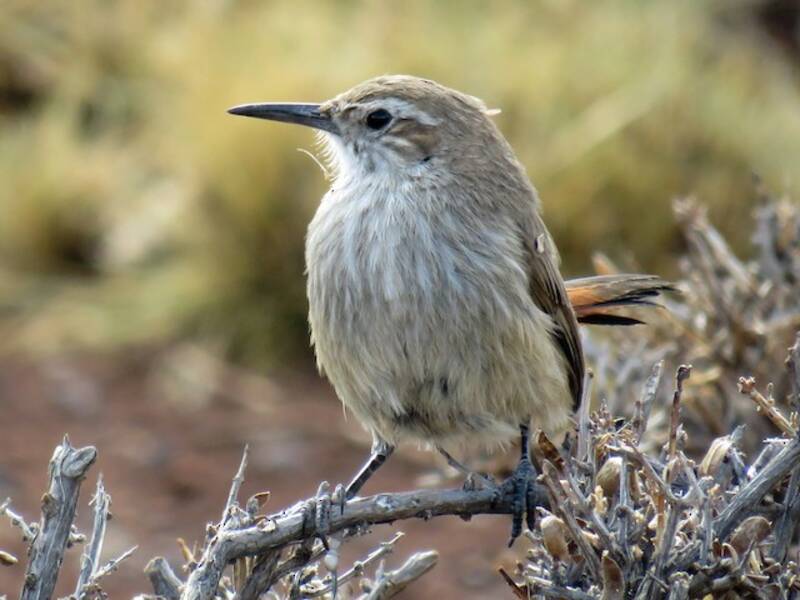 Rampicante terrestre dalla coda fasciata, Foto 4
