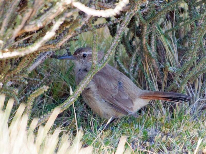 Rampicante terrestre dalla coda fasciata