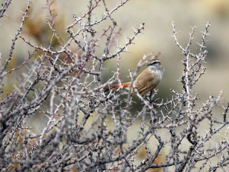 Rampicante terrestre dalla coda fasciata, Foto 2