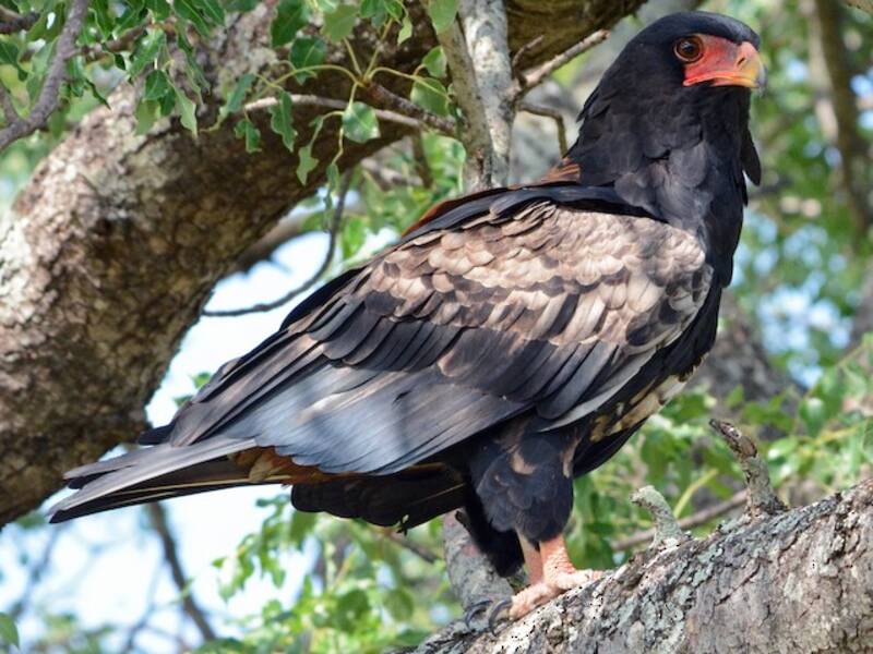 Bateleur (Terathopius ecaudatus)