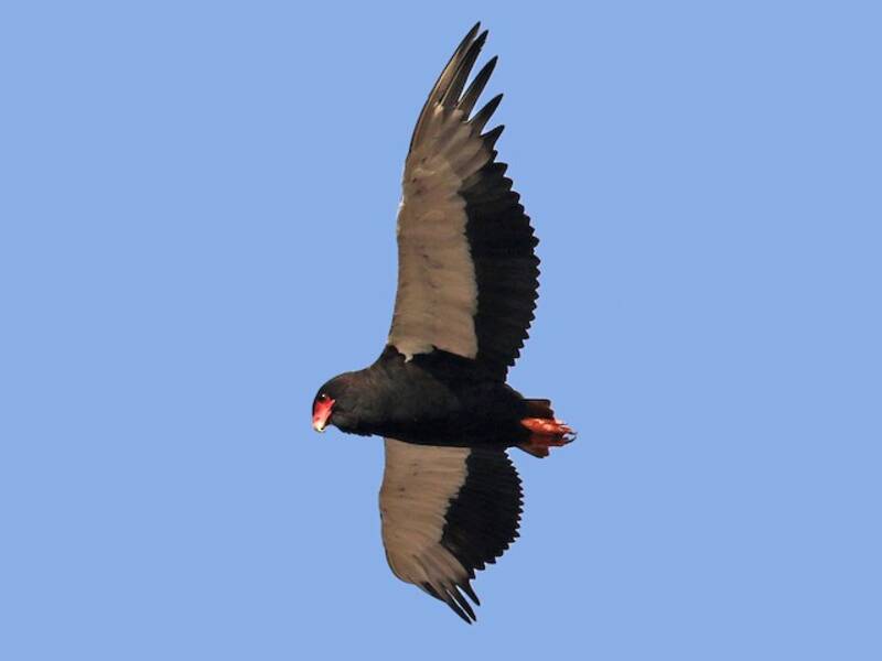 Bateleur, Photos 2