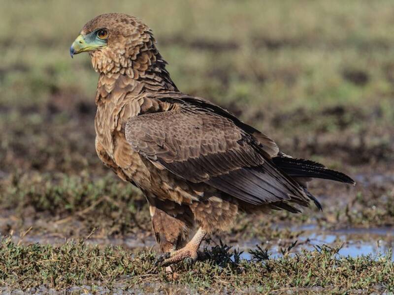 Bateleur, Photos 4