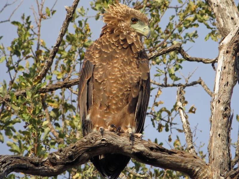 Bateleur, Photos 3