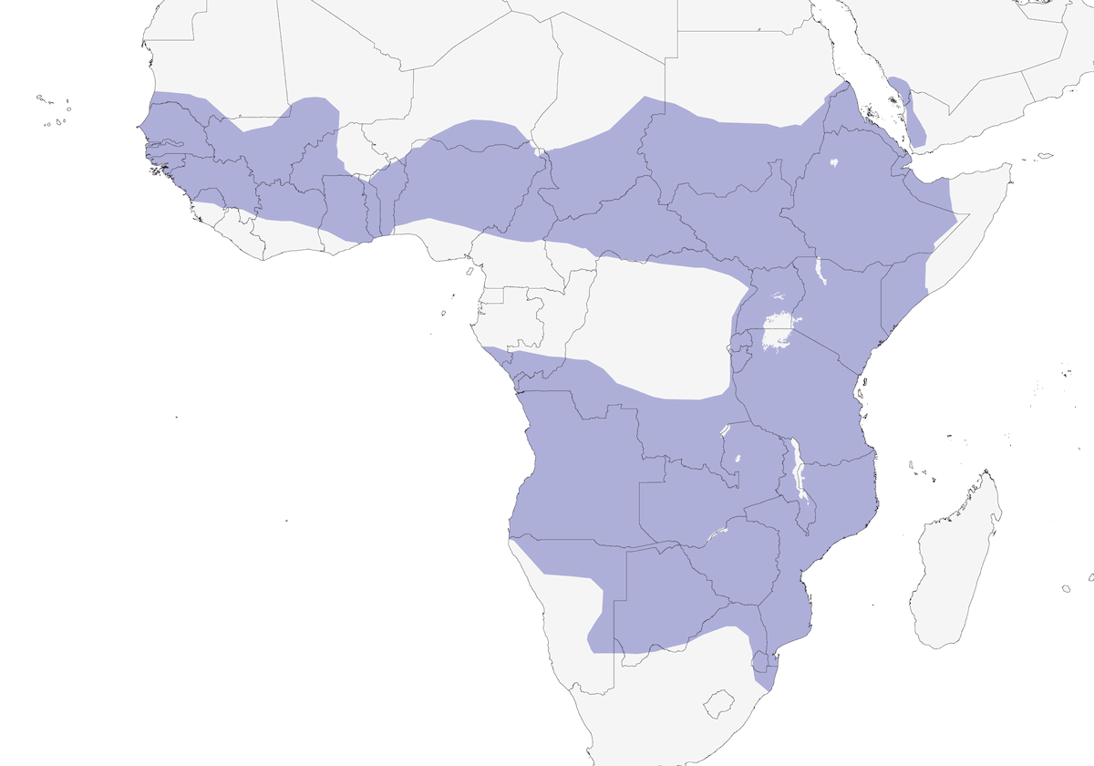 Bateleur, Distribution 1