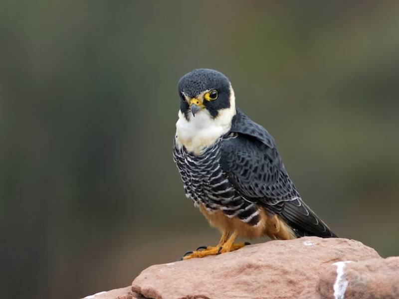 Falco pipistrello, Foto 2