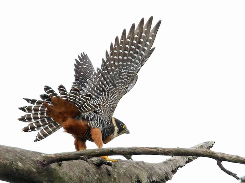 Falco pipistrello, Foto 4